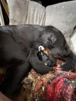 Vicky, a female Bernese Mountain Dog for sale in Albany, NY – Photo 4 of 6