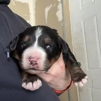 Vicky, a female Bernese Mountain Dog for sale in Albany, NY – Photo 2 of 6