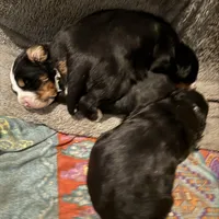 Vicky, a female Bernese Mountain Dog for sale in Albany, NY – Photo 5 of 6