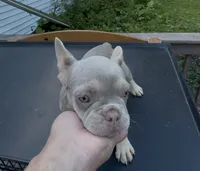 Hera, a female French Bulldog for sale in East Berne, NY – 2 of 4