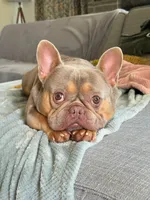 Tula, a female French Bulldog for sale in East Berne, NY – 6 of 7