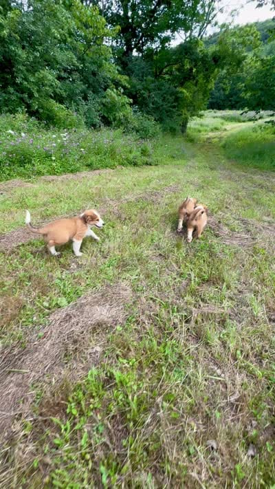Bruno, a male Bernese Mountain Dog and Great Pyrenees for sale in East Berne, NY – 6 of 6