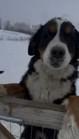 Belfast, a male Bernese Mountain Dog for sale in East Berne, NY – 2 of 2