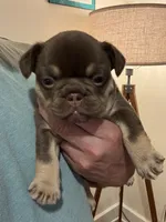 Fiona, a female French Bulldog for sale in East Berne, NY – 5 of 9