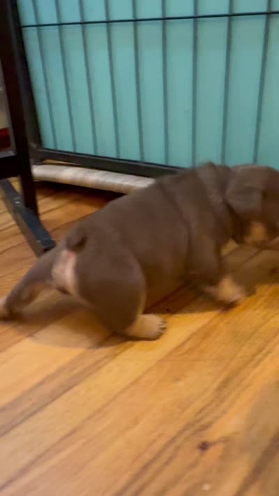 Fiona, a female French Bulldog for sale in East Berne, NY – 8 of 9