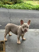 Tula, a female French Bulldog for sale in East Berne, NY – 2 of 7