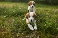 Bruno, a male Bernese Mountain Dog and Great Pyrenees for sale in East Berne, NY – 5 of 6