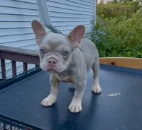 Tula, a female French Bulldog for sale in East Berne, NY – 4 of 7