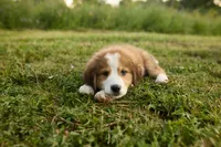 Bruno, a male Bernese Mountain Dog and Great Pyrenees for sale in East Berne, NY – 3 of 6