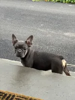 Stella, a female French Bulldog for sale in East Berne, NY – 2 of 5