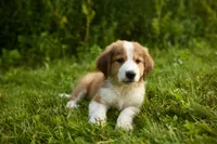 Bruno, a male Bernese Mountain Dog and Great Pyrenees for sale in East Berne, NY – 4 of 6