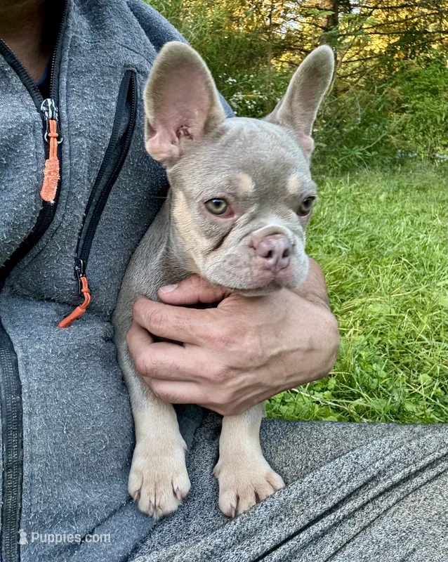 Tula – French Bulldog puppy for sale in East Berne, NY