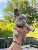 Hermes, a male French Bulldog for sale in East Berne, NY – 3 of 4