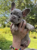 Hermes, a male French Bulldog for sale in East Berne, NY – 4 of 4