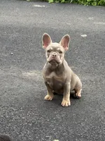 Tula, a female French Bulldog for sale in East Berne, NY – 3 of 7