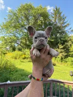 Hermes, a male French Bulldog for sale in East Berne, NY – 2 of 4