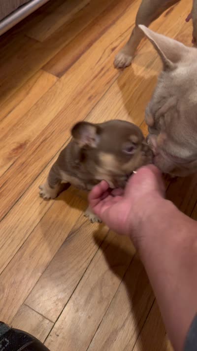 Fiona, a female French Bulldog for sale in East Berne, NY – 7 of 9