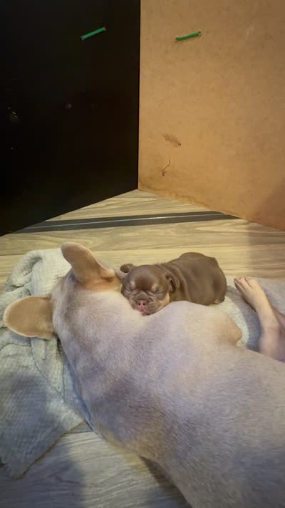 Fiona, a female French Bulldog for sale in East Berne, NY – 9 of 9