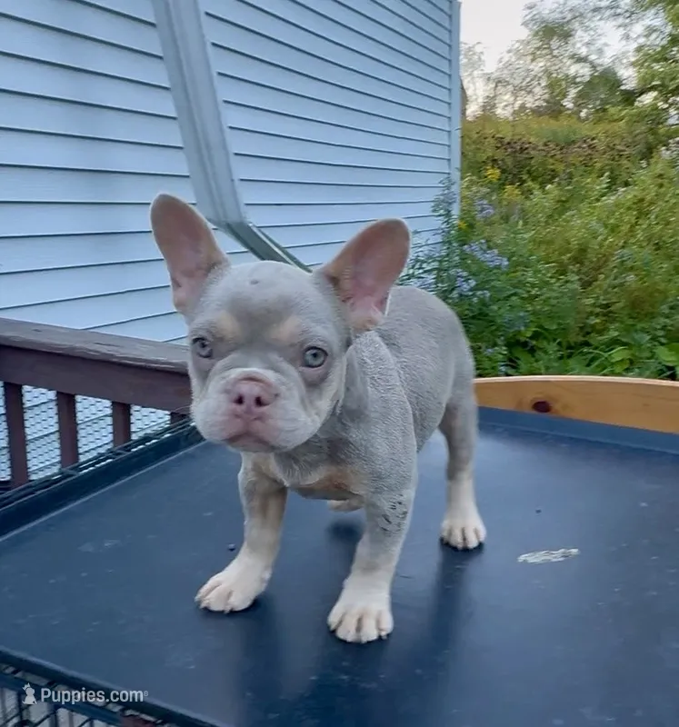 Hera – French Bulldog puppy for sale in East Berne, NY