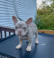 Hera, a female French Bulldog for sale in East Berne, NY – 1 of 4