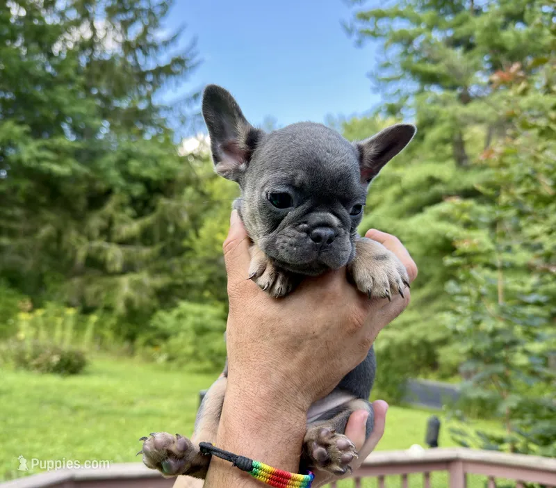 Stella – French Bulldog puppy for sale in East Berne, NY