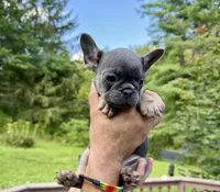 Stella, a female French Bulldog for sale in East Berne, NY – 1 of 5