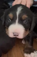 Sansa, a female Bernese Mountain Dog for sale in Albany, NY – Photo 7 of 9