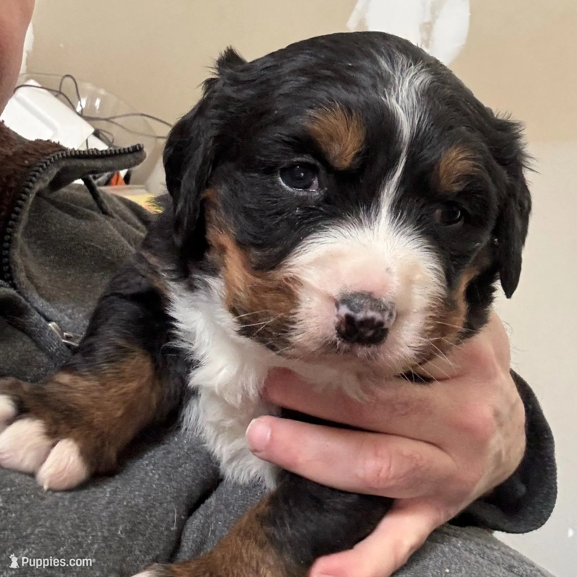 Sansa, a female Bernese Mountain Dog for sale in Albany, NY – Photo 2 of 9