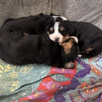 Sansa, a female Bernese Mountain Dog for sale in Albany, NY – Photo 5 of 9