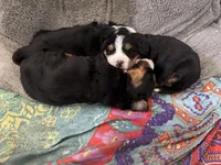 Sansa, a female Bernese Mountain Dog for sale in Albany, NY – Photo 5 of 9