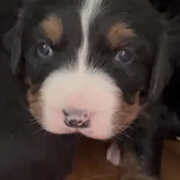 Sansa, a female Bernese Mountain Dog for sale in Albany, NY – Photo 3 of 9