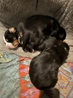 Sansa, a female Bernese Mountain Dog for sale in Albany, NY – Photo 4 of 9