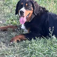 Sansa, a female Bernese Mountain Dog for sale in Albany, NY – Photo 6 of 9