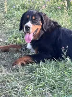 Sansa, a female Bernese Mountain Dog for sale in Albany, NY – Photo 6 of 9