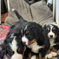 Sansa, a female Bernese Mountain Dog for sale in Albany, NY – Photo 9 of 9