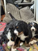 Sansa, a female Bernese Mountain Dog for sale in Albany, NY – Photo 9 of 9