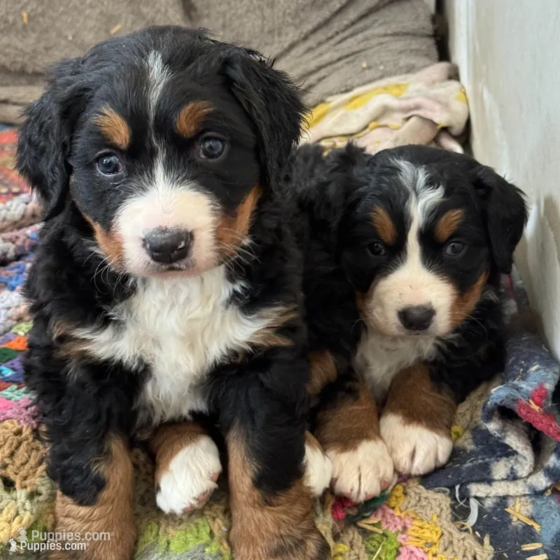 Sansa – Bernese Mountain Dog puppy for sale in Albany, NY