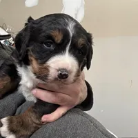 Sansa, a female Bernese Mountain Dog for sale in Albany, NY – Photo 8 of 9