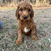 Little Red, a male Irish Doodle for sale in Greensboro, NC – Photo 2 of 6