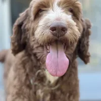 Little Red, a male Irish Doodle for sale in Greensboro, NC – Photo 6 of 6