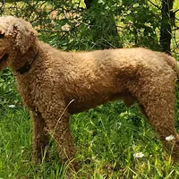 Little Red, a male Irish Doodle for sale in Greensboro, NC – Photo 5 of 6