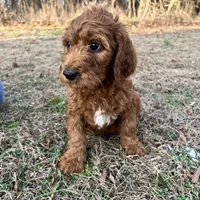 Little Red, a male Irish Doodle for sale in Greensboro, NC – Photo 4 of 6