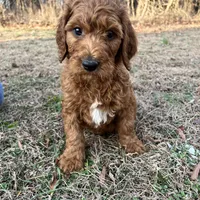 Little Red, a male Irish Doodle for sale in Greensboro, NC – Photo 3 of 6
