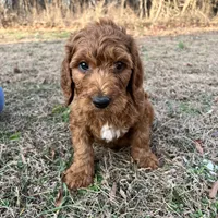 Little Red, a male Irish Doodle for sale in Greensboro, NC – Photo 1 of 6