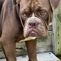 Cujo, a male American Bully for sale in Greensboro, NC – Photo 4 of 5