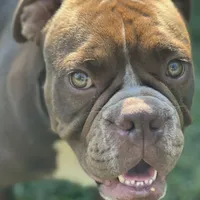 Cujo, a male American Bully for sale in Greensboro, NC – Photo 3 of 5