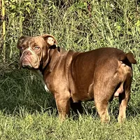 Cujo, a male American Bully for sale in Greensboro, NC – Photo 1 of 5