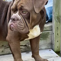 Cujo, a male American Bully for sale in Greensboro, NC – Photo 2 of 5