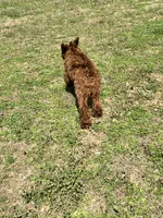 Bootsie, a male Irish Doodle for sale in Greensboro, NC – Photo 3 of 3