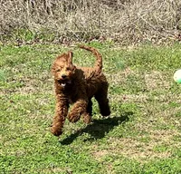 Bootsie, a male Irish Doodle for sale in Greensboro, NC – Photo 1 of 3
